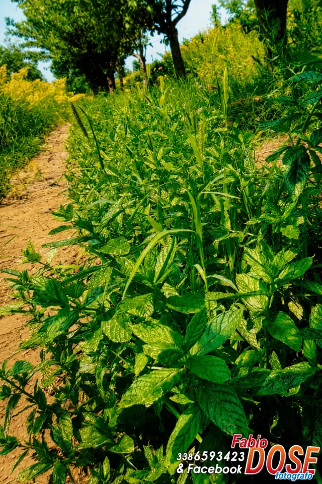 Piante di menta