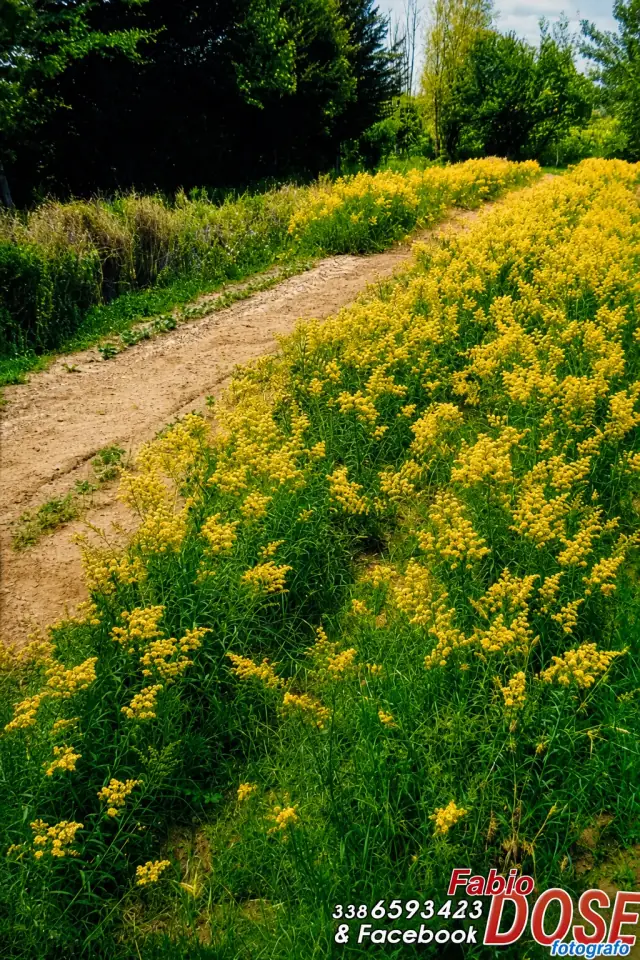 Produzione di Solidago