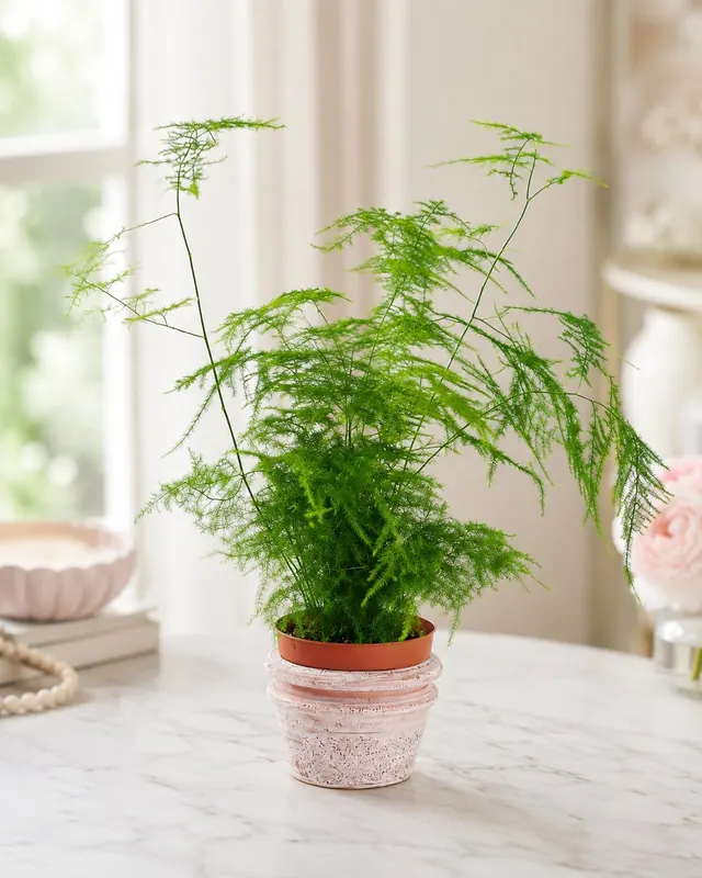 Asparagus setaceus ornamentale