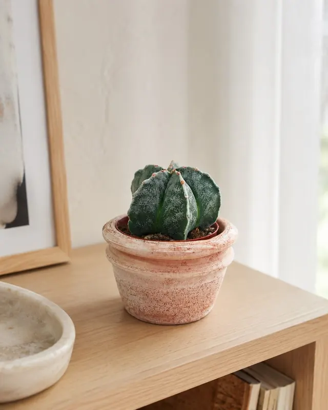Astrophytum myriostigma cactus