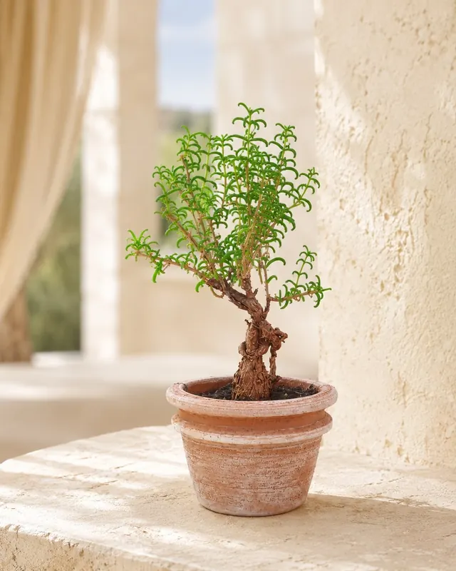 Crassula sarcocaulis bonsai succulento