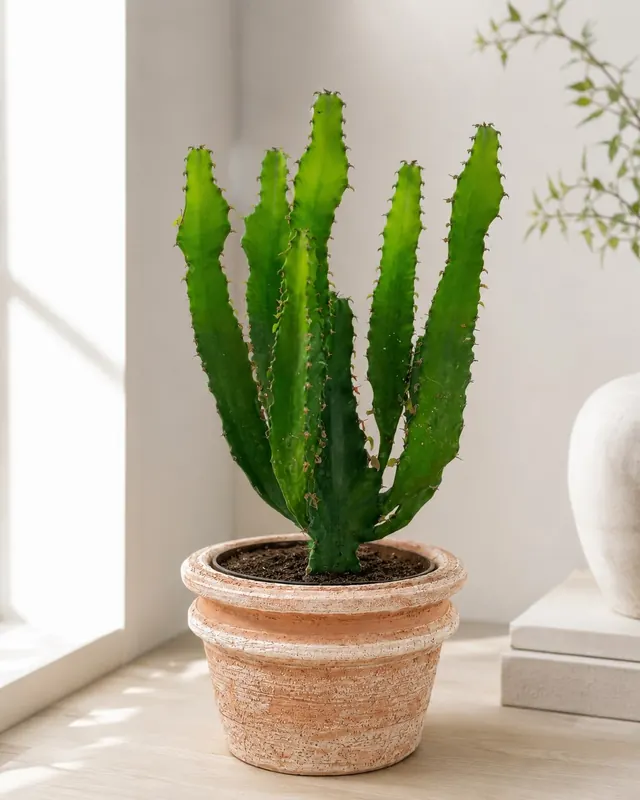 Euphorbia lactea crestada