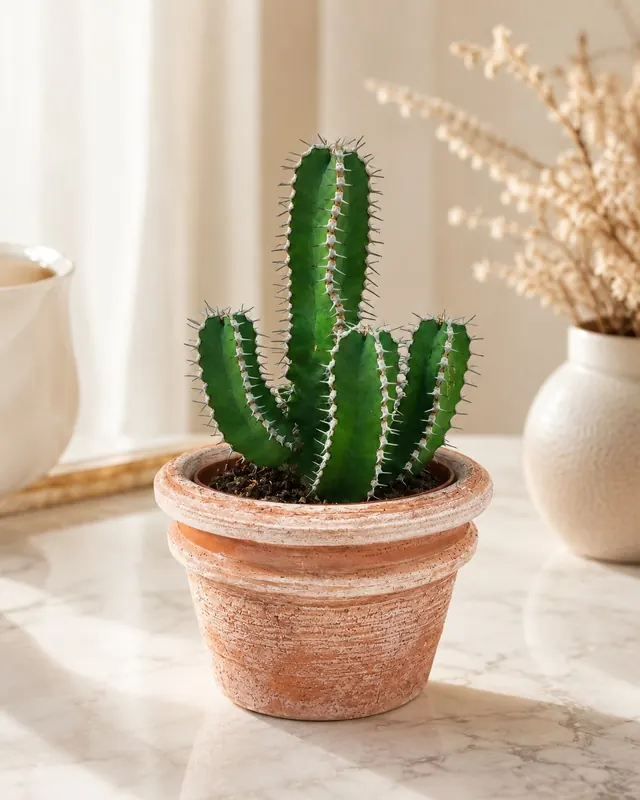 Euphorbia trigona verde
