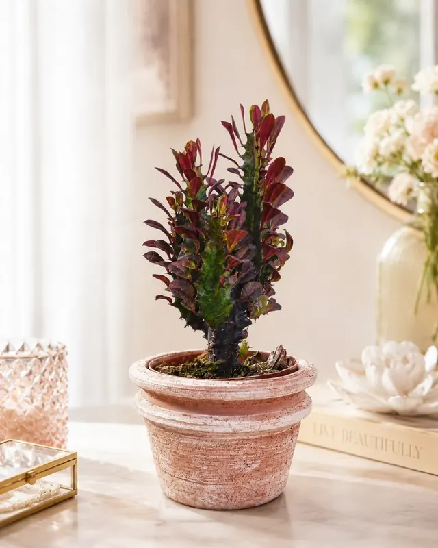 Euphorbia trigona rubra in vaso