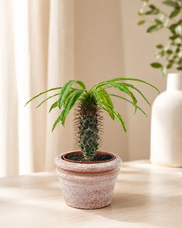 Pachypodium lamerei palma del Madagascar