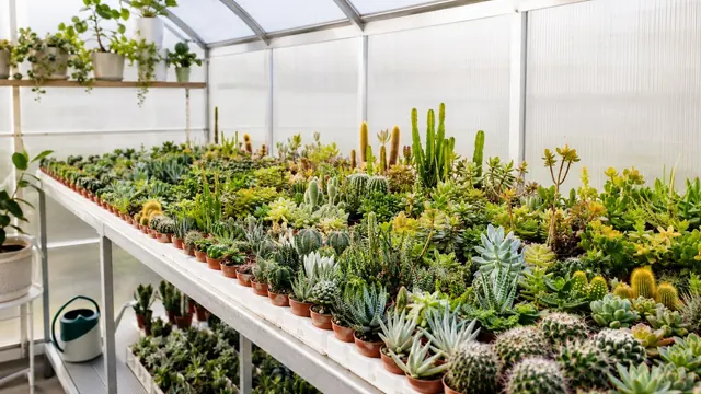 Piante in serra per ordini speciali